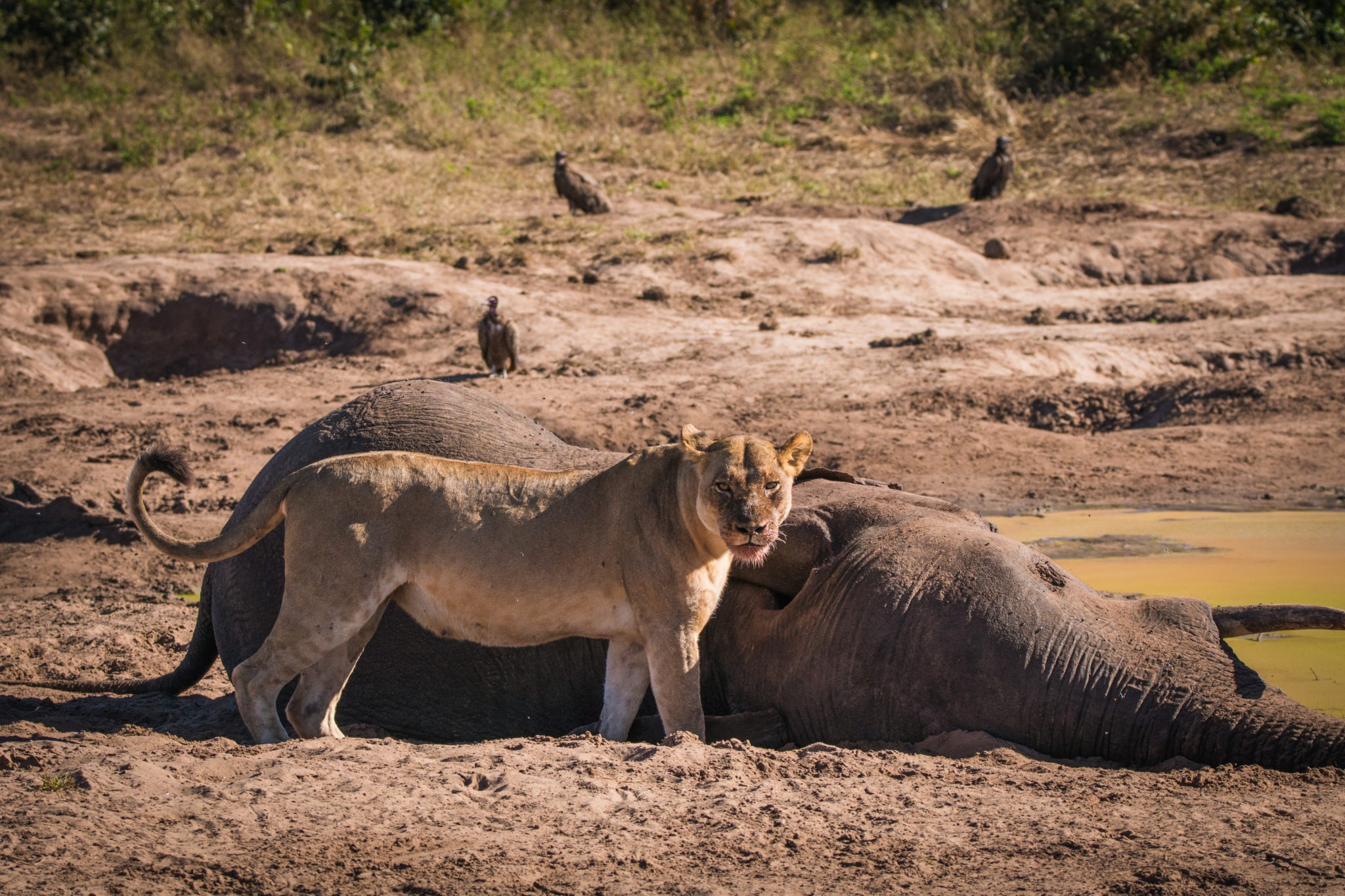 chobe lioness elephant carcass
