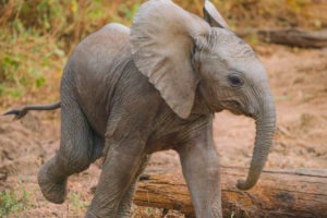 chongwe river camp baby elephant