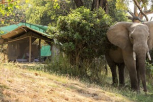 gbc elephant tent