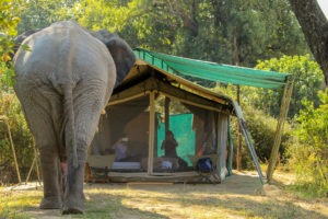 gbc elephant tent guest