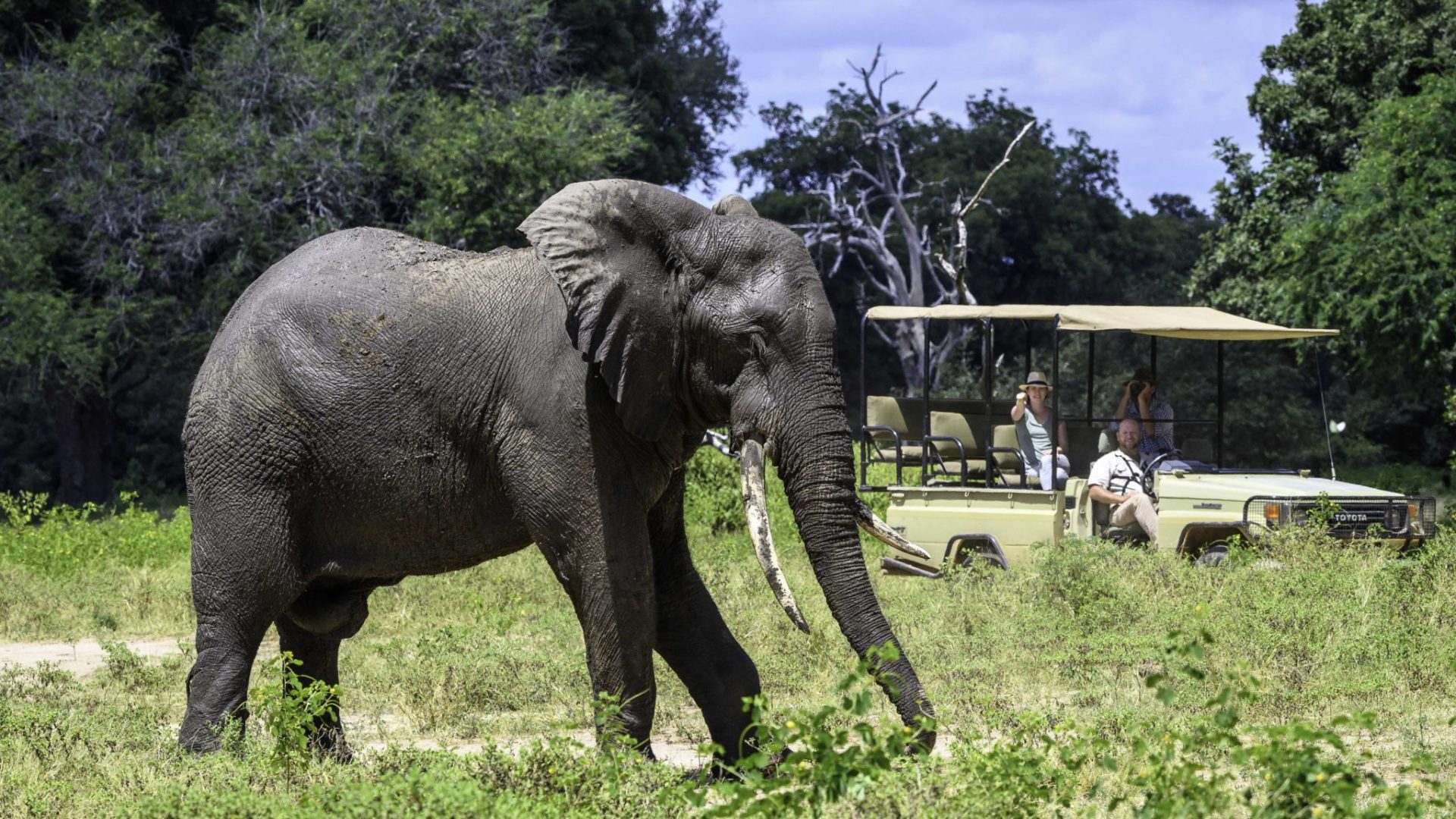 johns camp mana gamedrive elephant