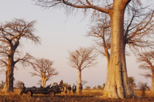 kaingo camp baobab forest