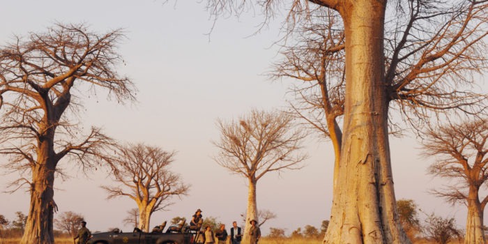kaingo camp baobab forest