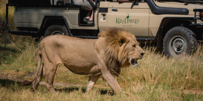 kanana kerdowney gamedrive lion
