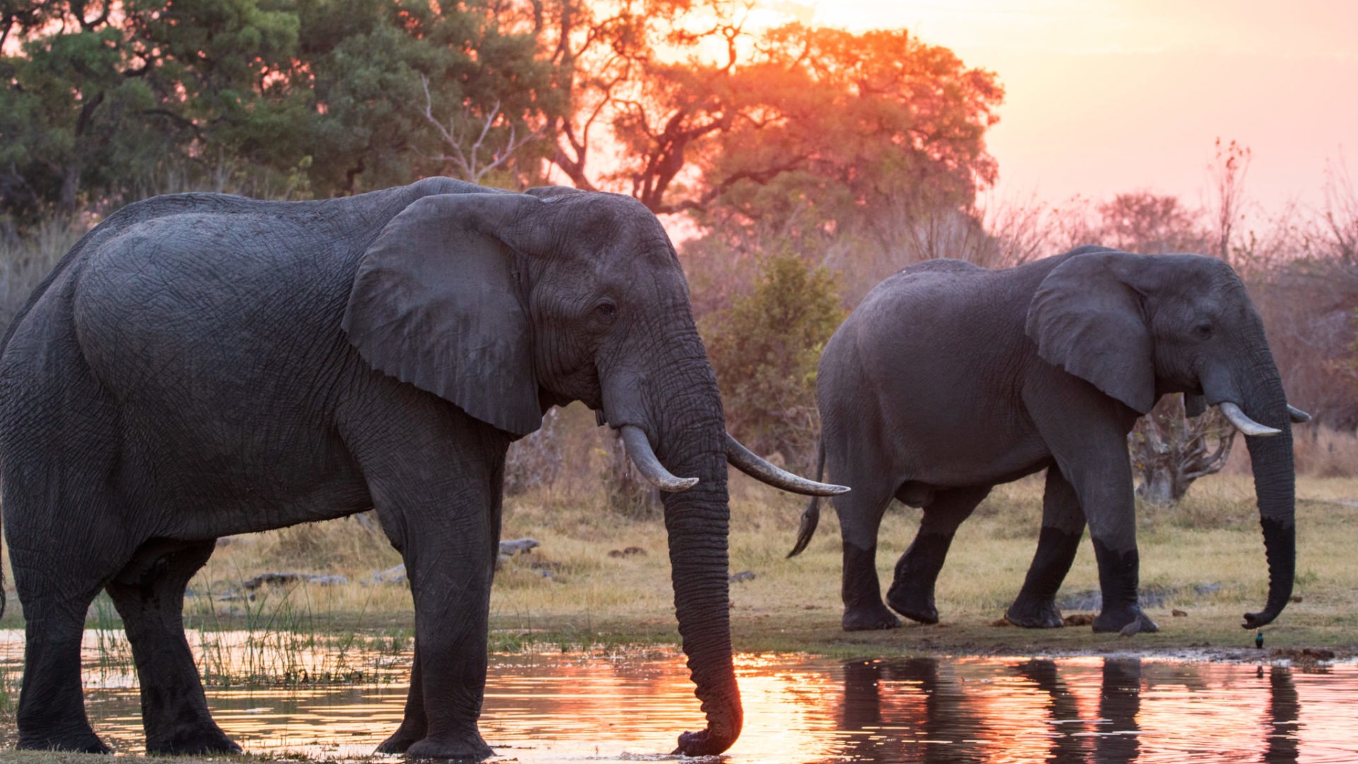 khwai elephants sunset2