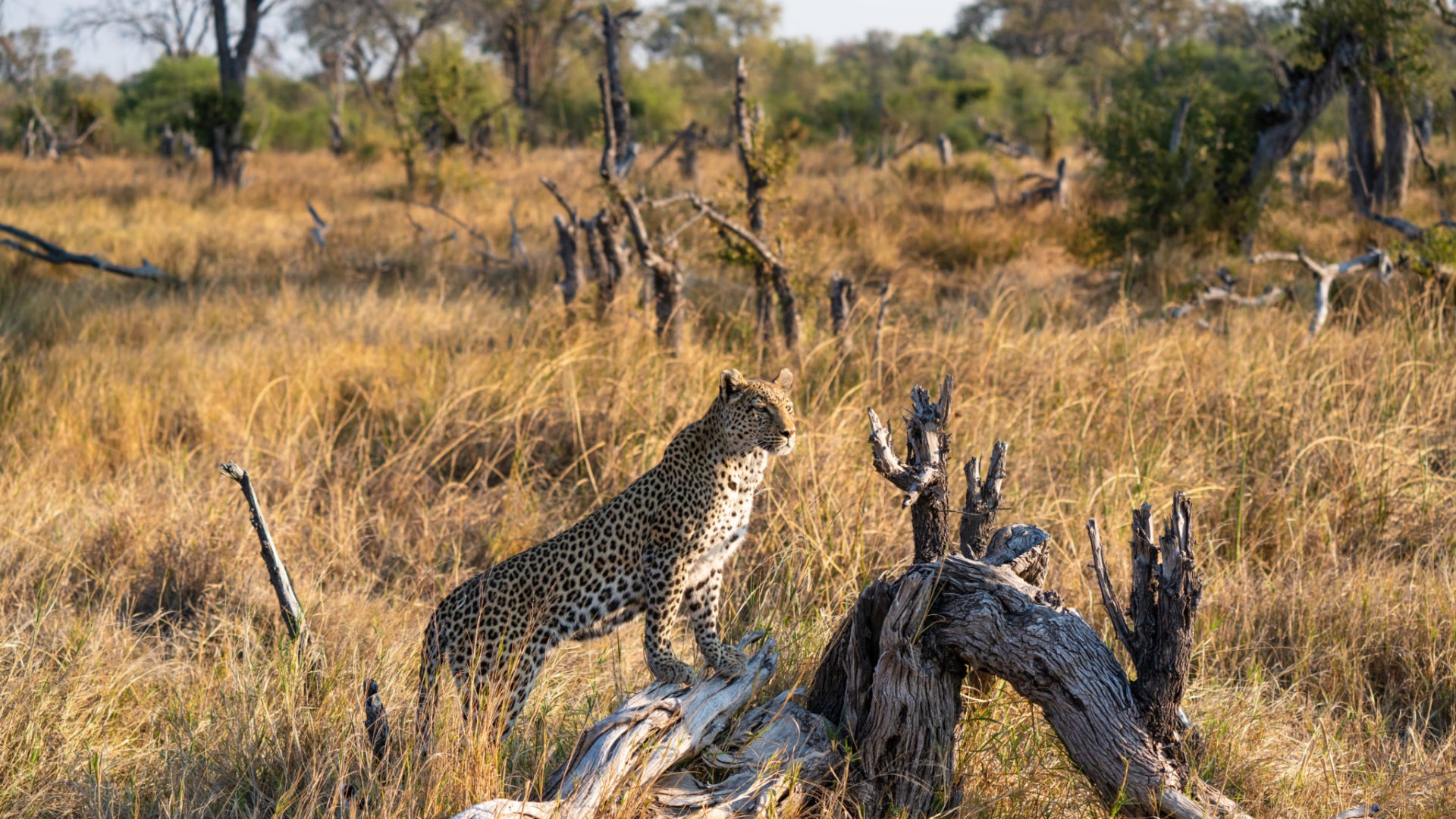 khwai leopard gamedrive