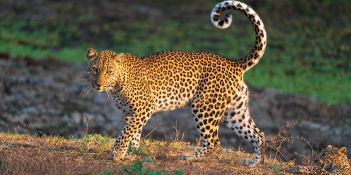leopard luangwa zambia photo safari