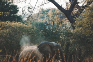 luambe camp elephant dust