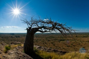mashatu tented camp baobab