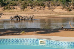 mchenja camp pool elephants