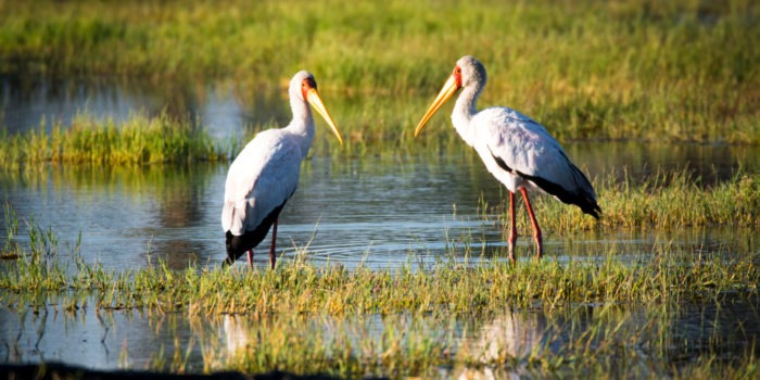 moremi yellow billed storks