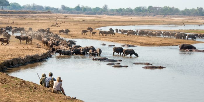 mwamba luangwa walking safari buffalo