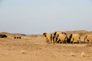 namibia horse riding elephant encounter