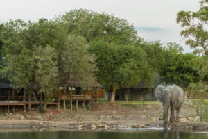 senalala klaserie elephant camp