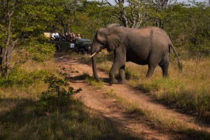 shindzela timbavati game drive elephant