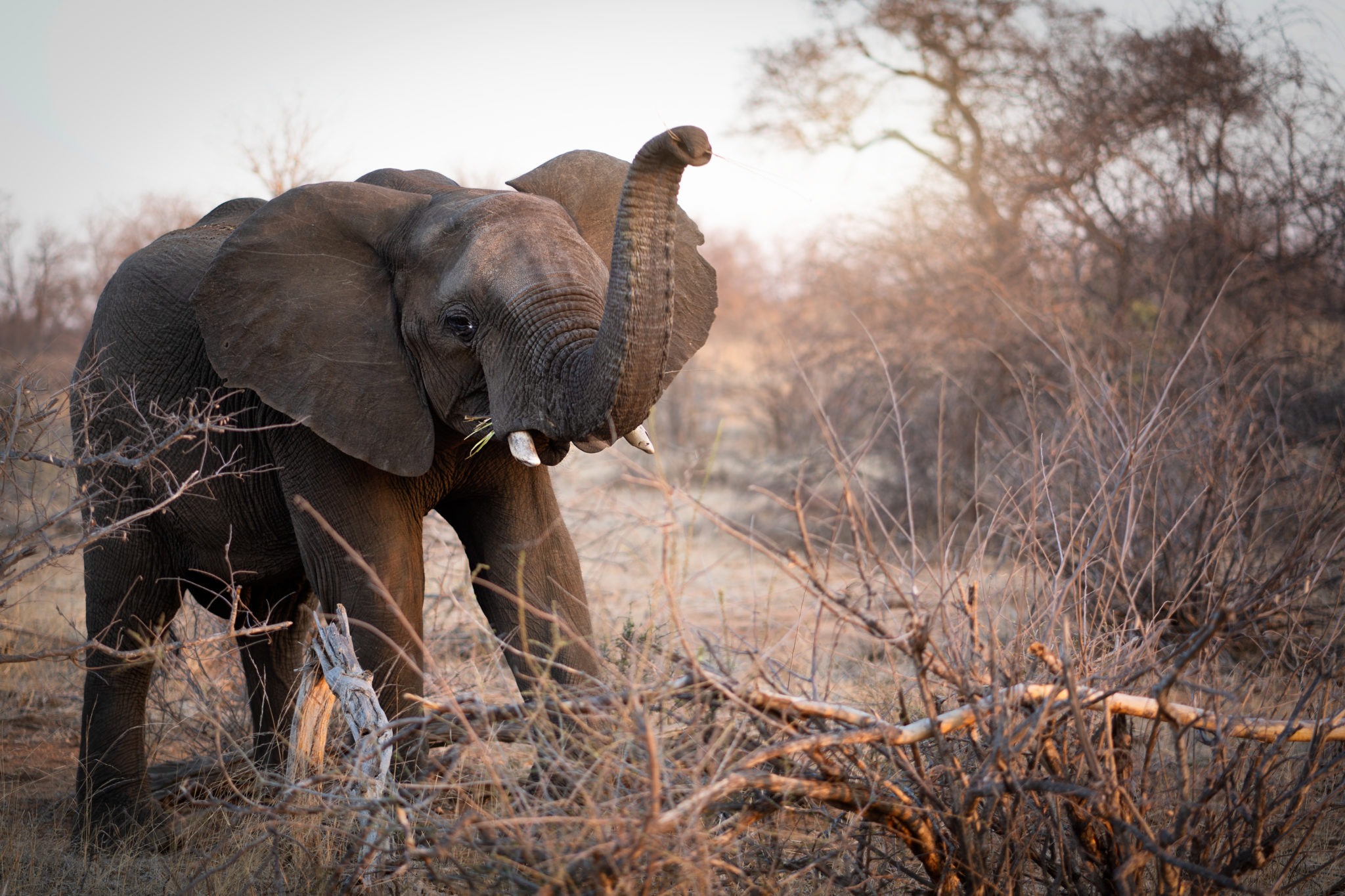 south africa klaserie misava safari camp luxury 1