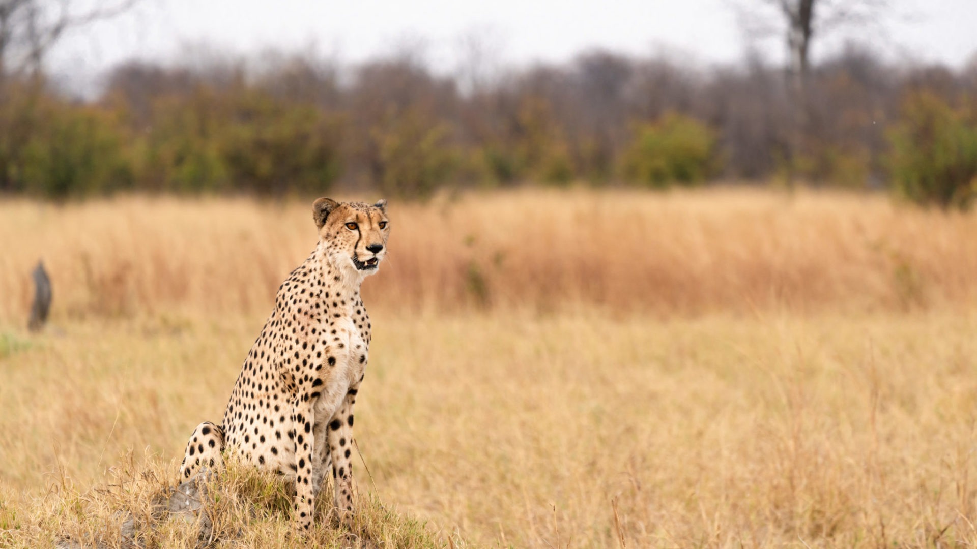cheetah-savuti-game-drive