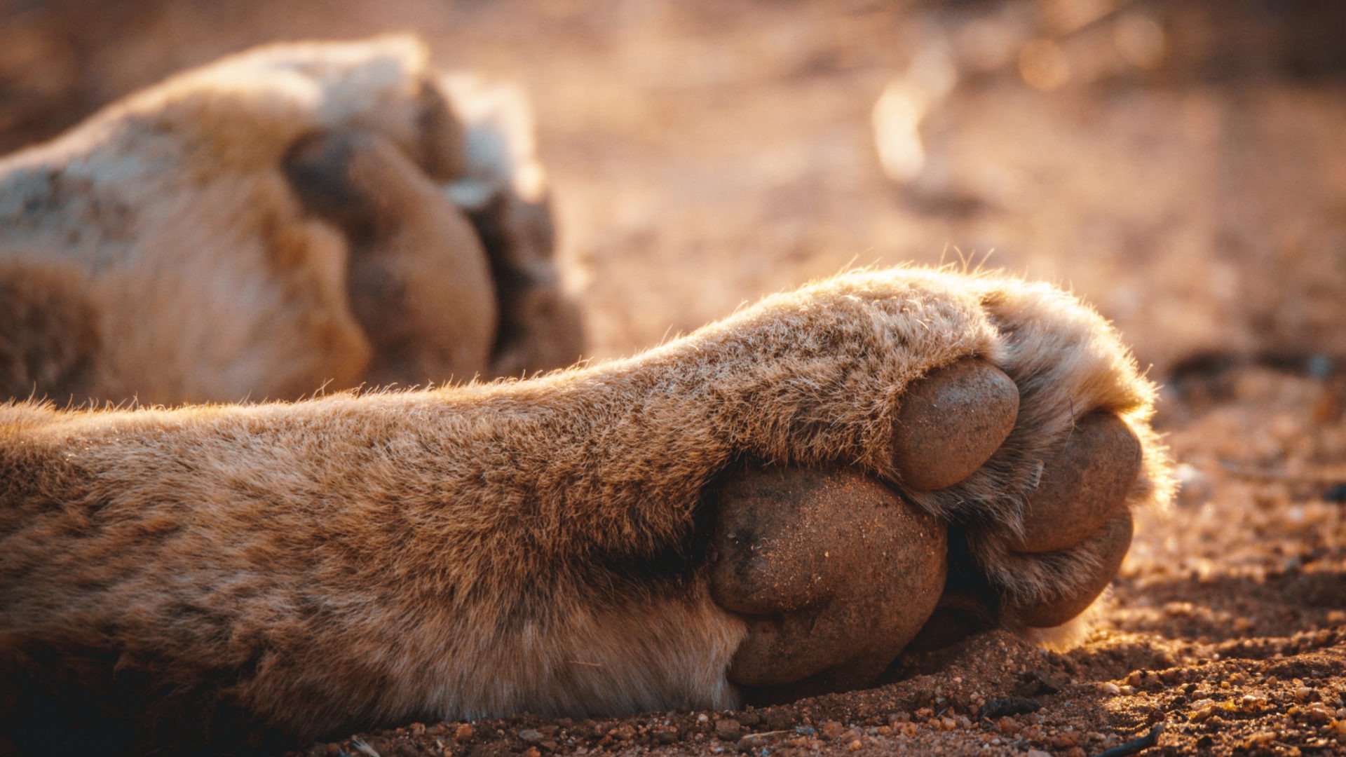 Lion paws