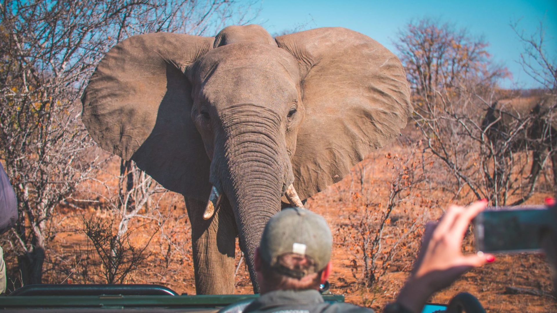 South-Africa-game-drive-elephant