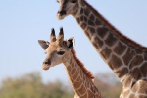 Blog-Anne-Giraffe