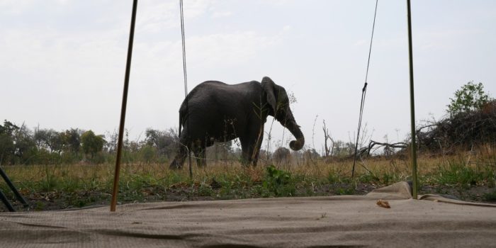 Blog-Leon-Elephant