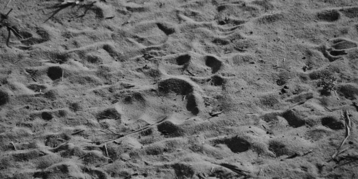 Blog-Leon-Tracks