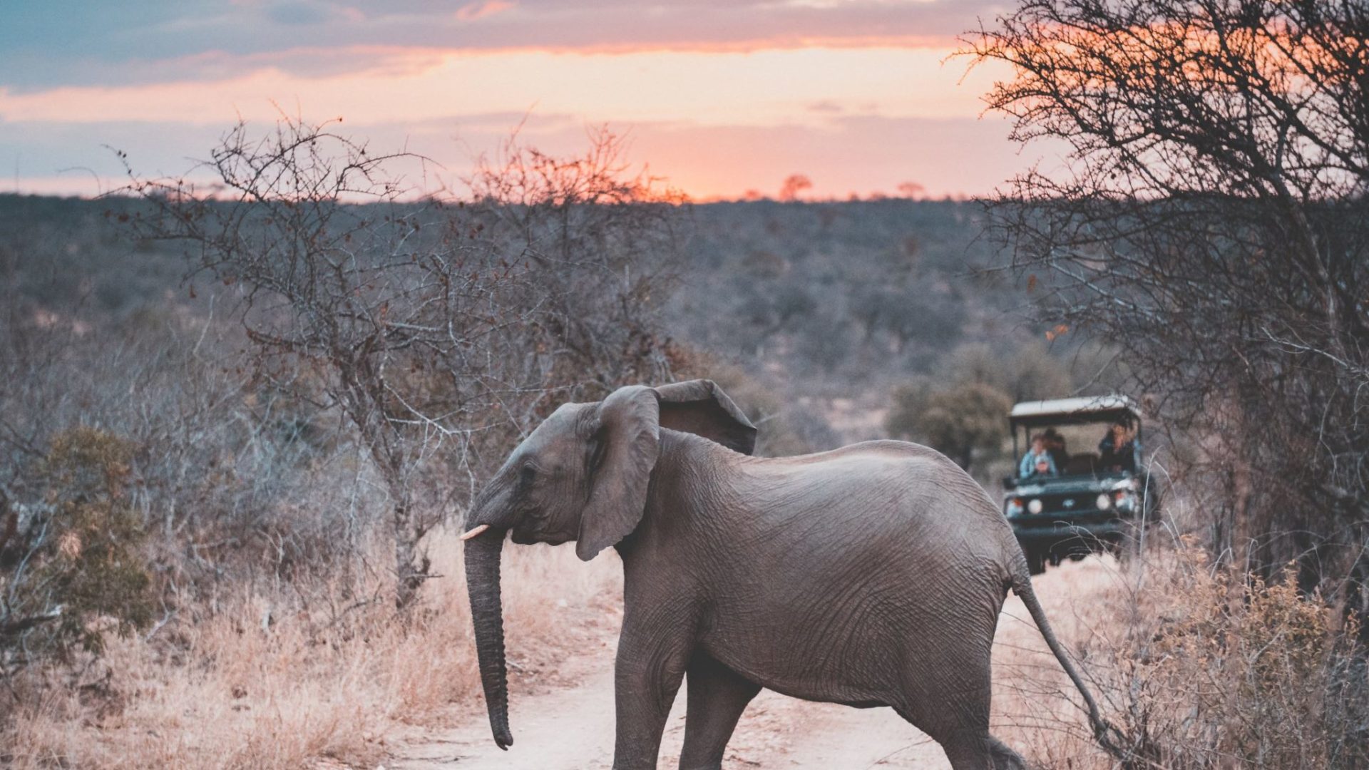 South-Africa-Elephant