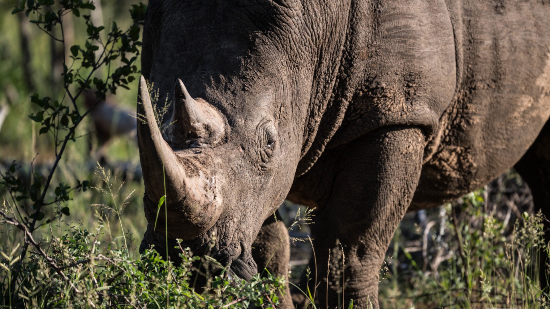 Blog Reto Rhino