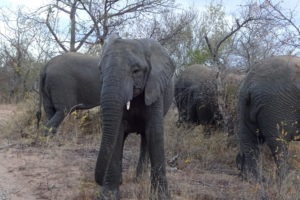 Blog Saskia Elephant