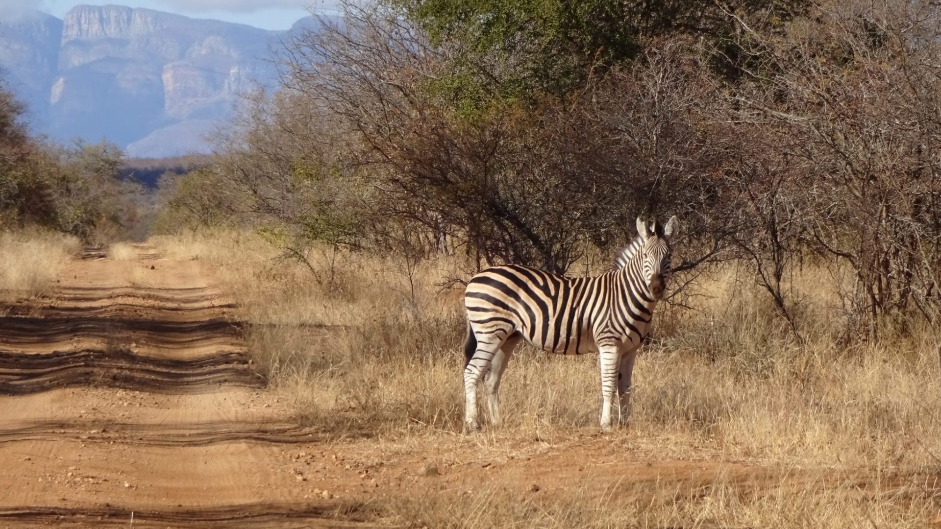 Blog Saskia Zebra