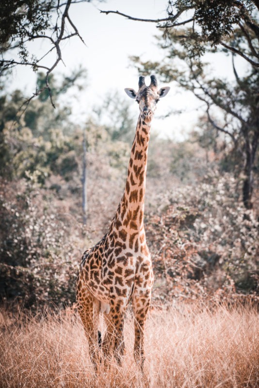 Luambe-Zambia-Giraffe