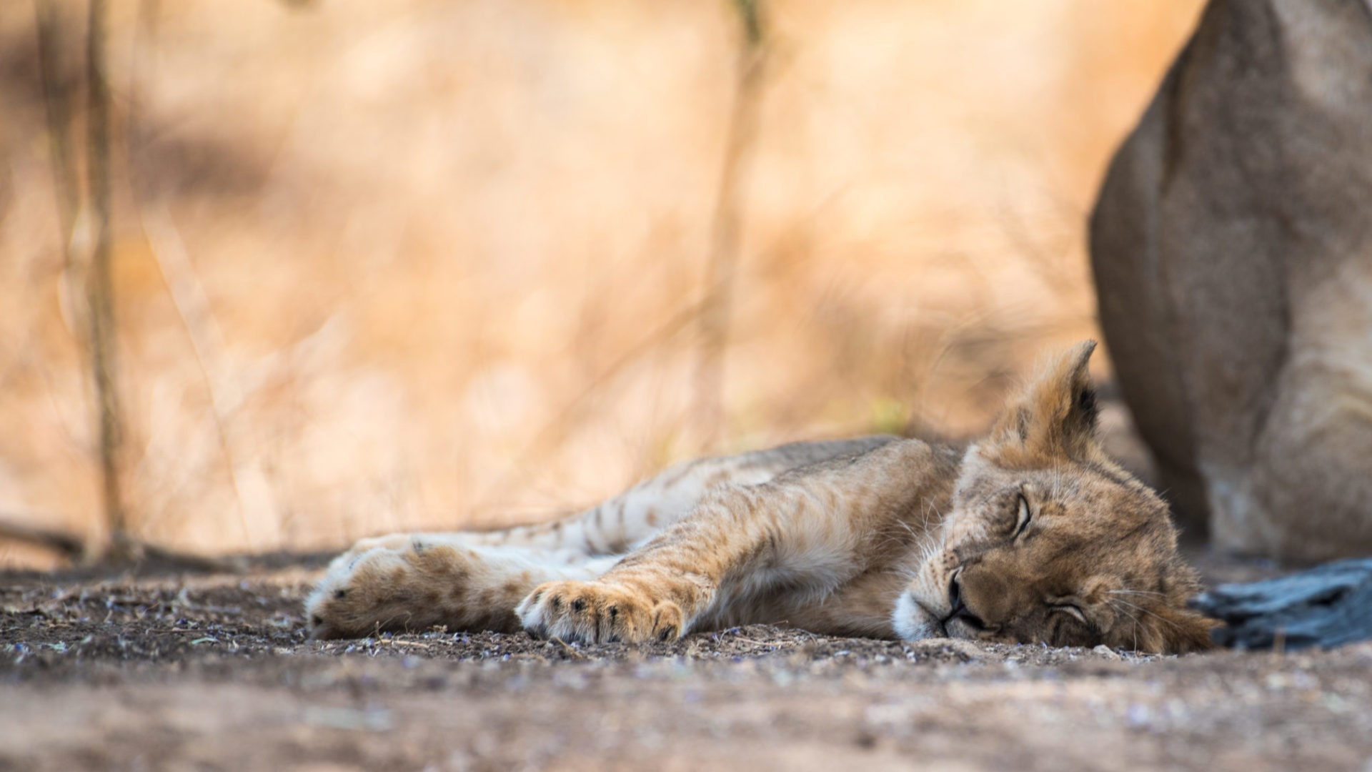 South-Luangwa-Lion-Cub