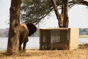 Elephant 2 in Kutali Island Camp