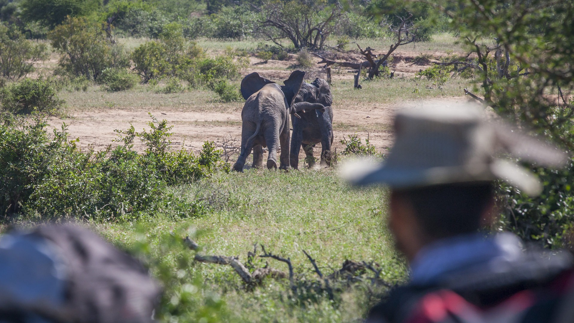 Greater kruger national park tracking wildlife