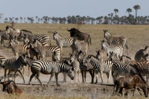 Makgadikgadi Botswana horse riding migration ride