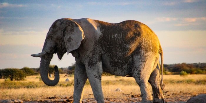 Makgadikgadi Pans Nxai Pans Wildlife Big Five Safari
