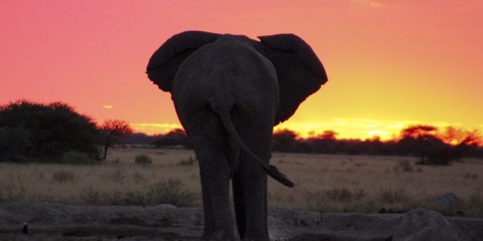 Makgadikgadi Pans Nxai Pans Wildlife Elephant Sunset