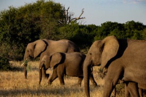 Northen Tuli Mashatu Botswana Wildlife Big Five