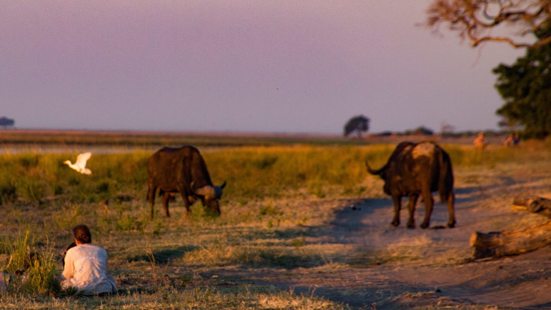 Northern Botswana Chobe Safari Big Five Buffalo