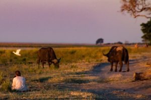 Northern Botswana Chobe Safari Big Five Buffalo
