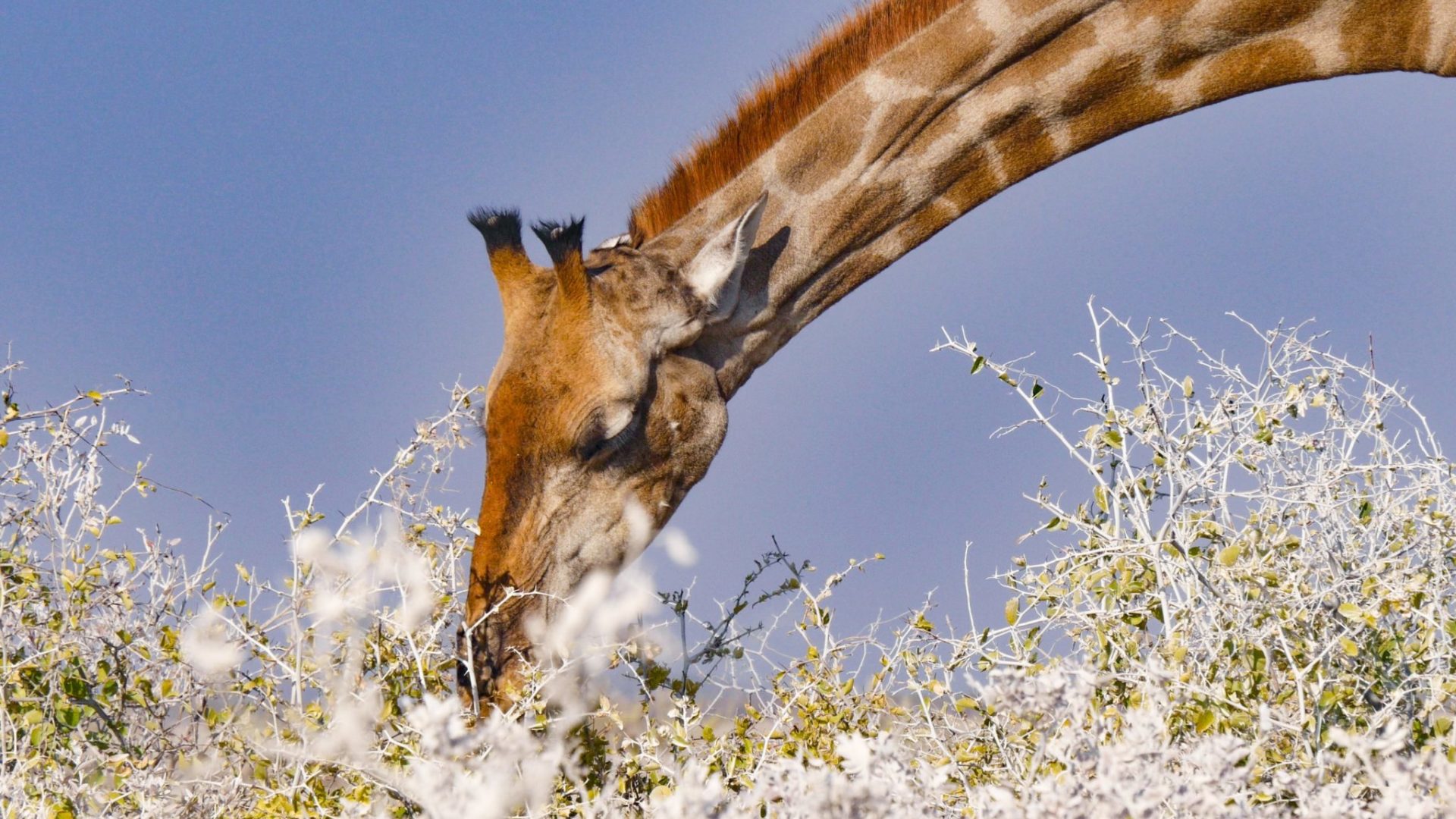 Northern Namibia Etosha Giraffe safari