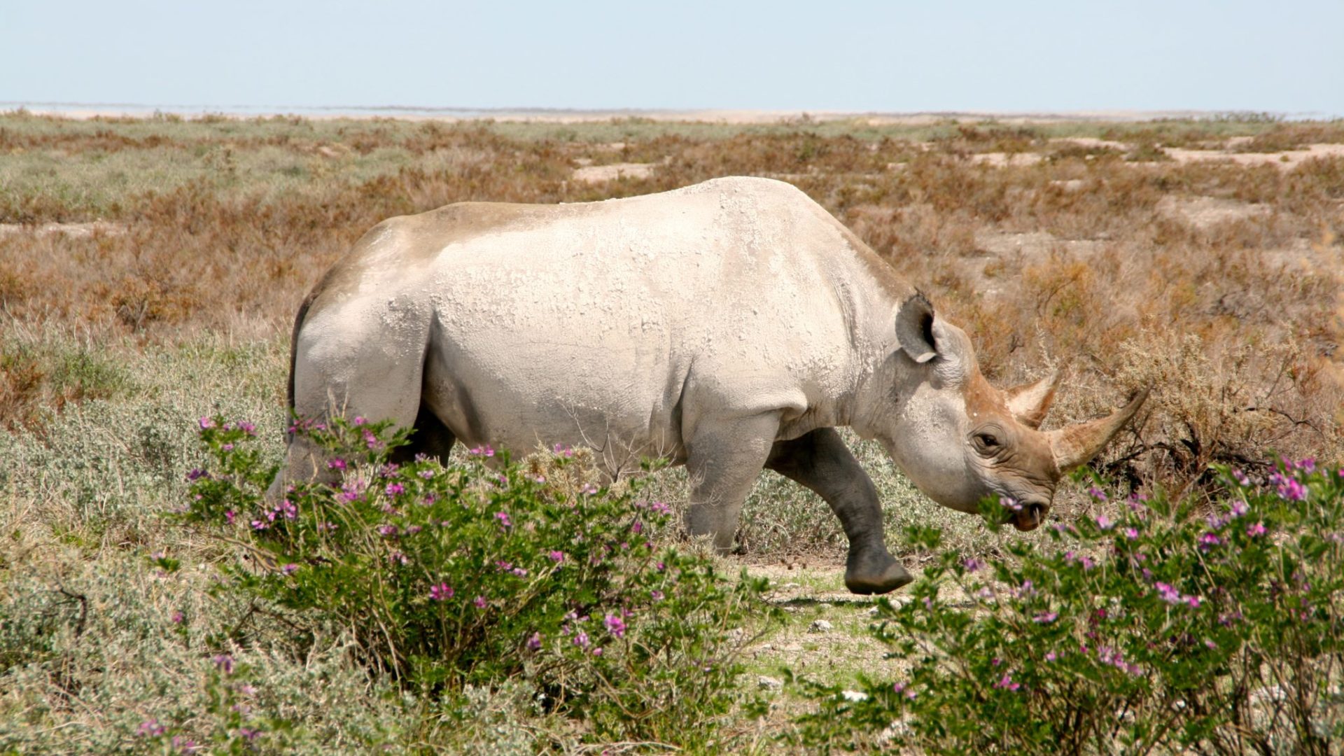 Northern Namibia Rhino Etosha