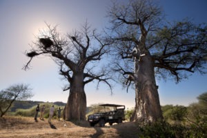 Pafuri Makuleke Kruger National Park Game Drive Safari Baobabs