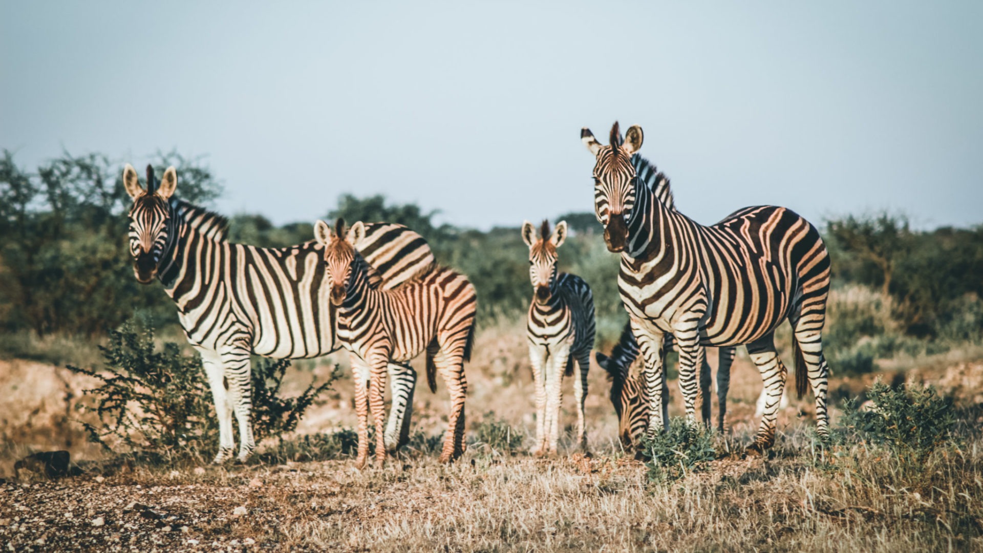 South Africa Karongwe Zebras