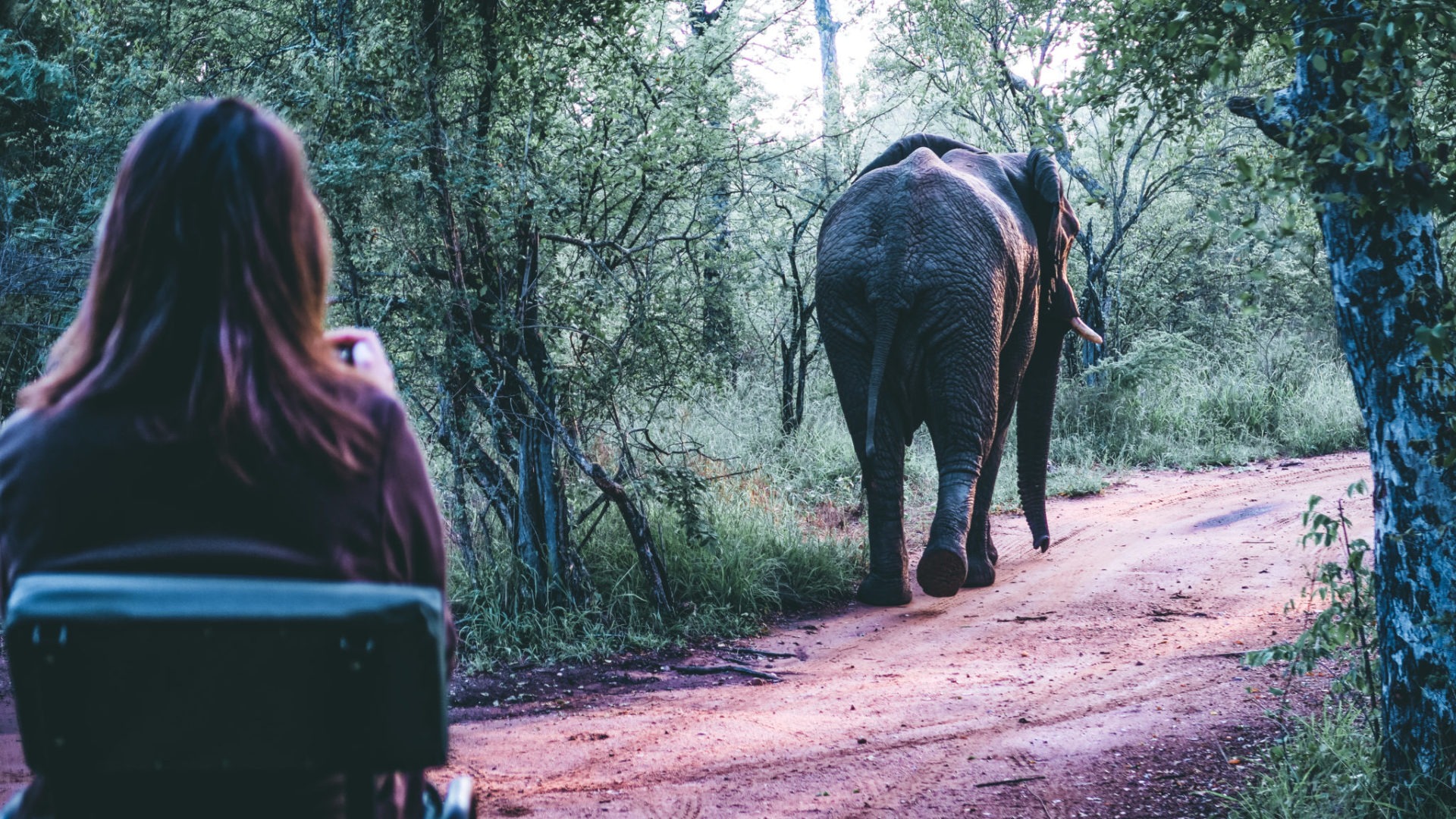 South Africa Training Karongwe Student Elephant from behind