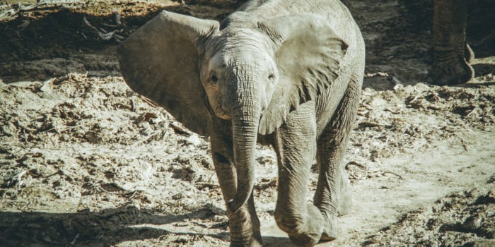 South-Africa-Training-baby-elephant South Africa Training baby elephant