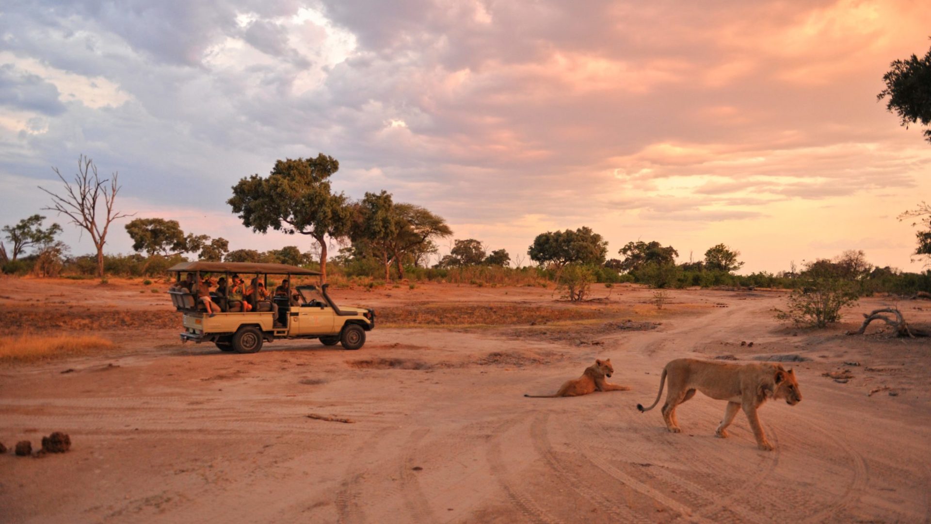 Zimbabwe hwange game drive big 5 lion