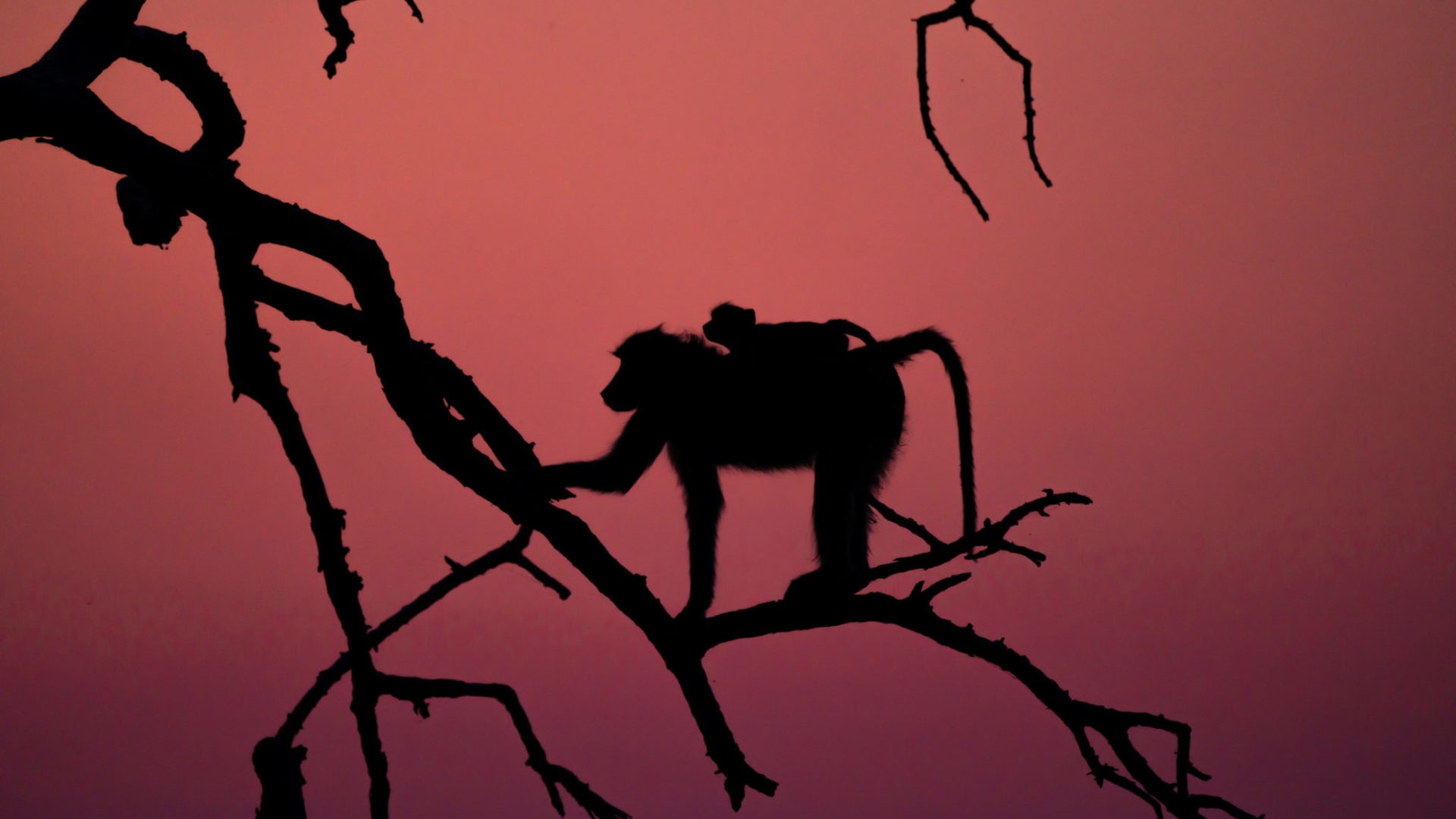 baboon chobe sunset photosafari