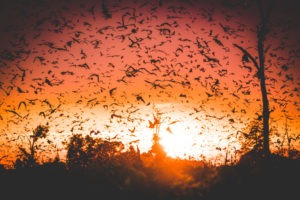 bats kasanka zambia migration