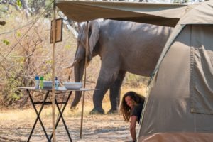 botswana mobile safari gesa tent elephant